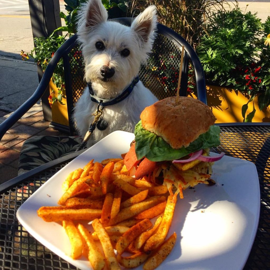 dog and burger